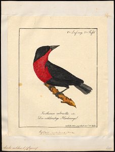 Leïstes militaris - 1700-1880 - Print - Iconographia Zoologica - Special Collections University of Amsterdam - UBA01 IZ15800257