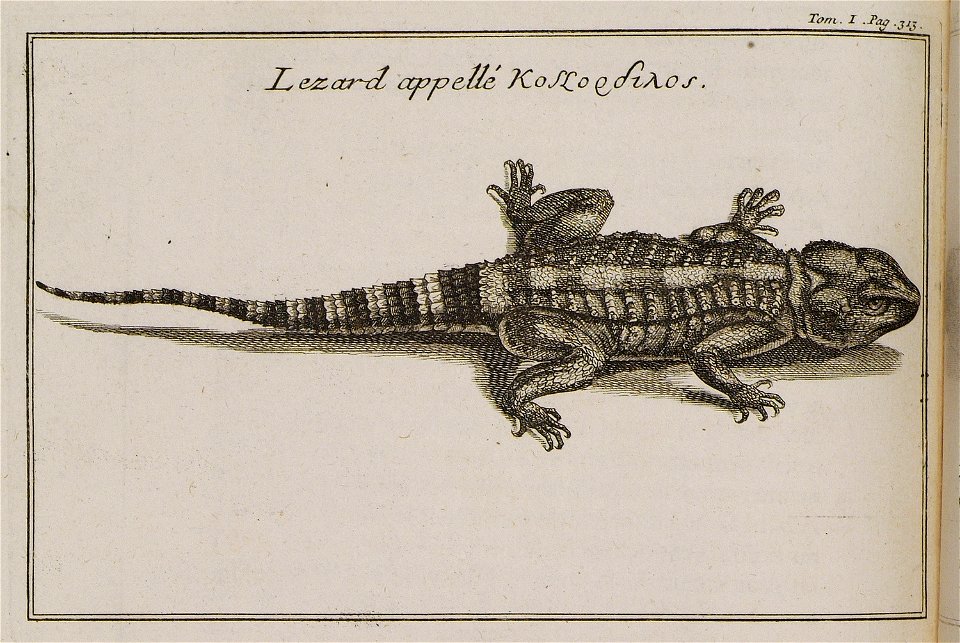 Lezard appellé Κοκόρδιλος - Tournefort Joseph Pitton De - 1717