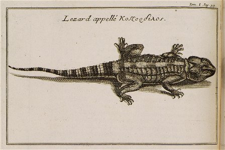 Lezard appellé Κοκόρδιλος - Tournefort Joseph Pitton De - 1717