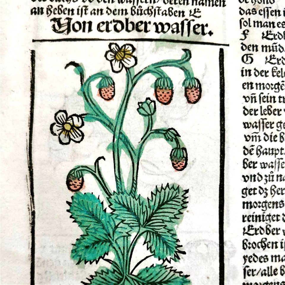 Liber de arte distillandi de compositis, Fraises