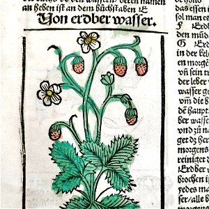Liber de arte distillandi de compositis, Fraises