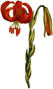 Lilium chalcedonicum 1787. Free illustration for personal and commercial use.