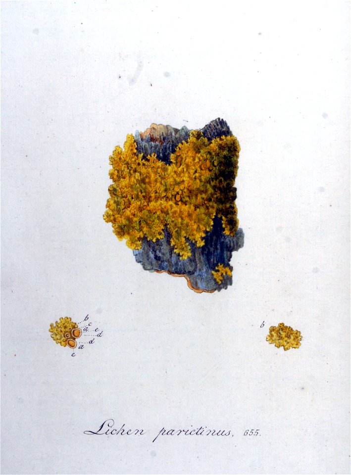 Lichen parietinus — Flora Batava — Volume v9