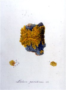 Lichen parietinus — Flora Batava — Volume v9