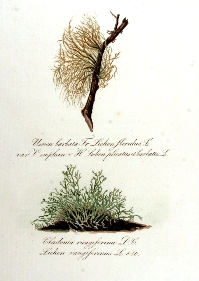 Lichen floridus — Flora Batava — Volume v11