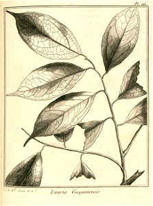 Licaria guianensis Aublet 1775 pl 121