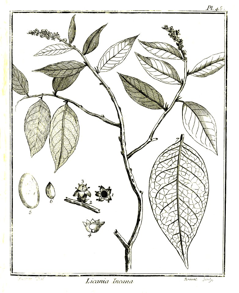 Licania incana Aublet 1775 pl 45