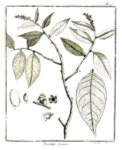 Licania incana Aublet 1775 pl 45