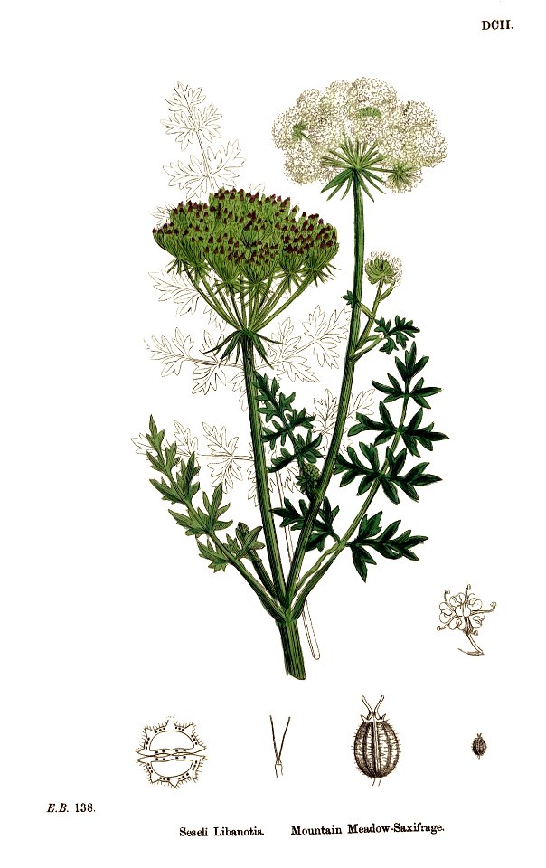 Libonatis pyrenaica - English botany, or, Coloured figures of British plants - vol. 4 - t. 602