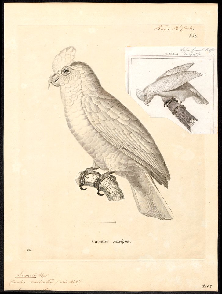 Licmetis nasicus - 1700-1880 - Print - Iconographia Zoologica - Special Collections University of Amsterdam - UBA01 IZ18600023