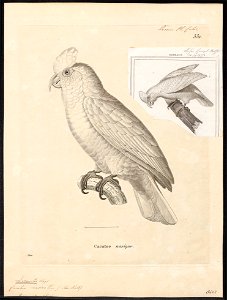 Licmetis nasicus - 1700-1880 - Print - Iconographia Zoologica - Special Collections University of Amsterdam - UBA01 IZ18600023