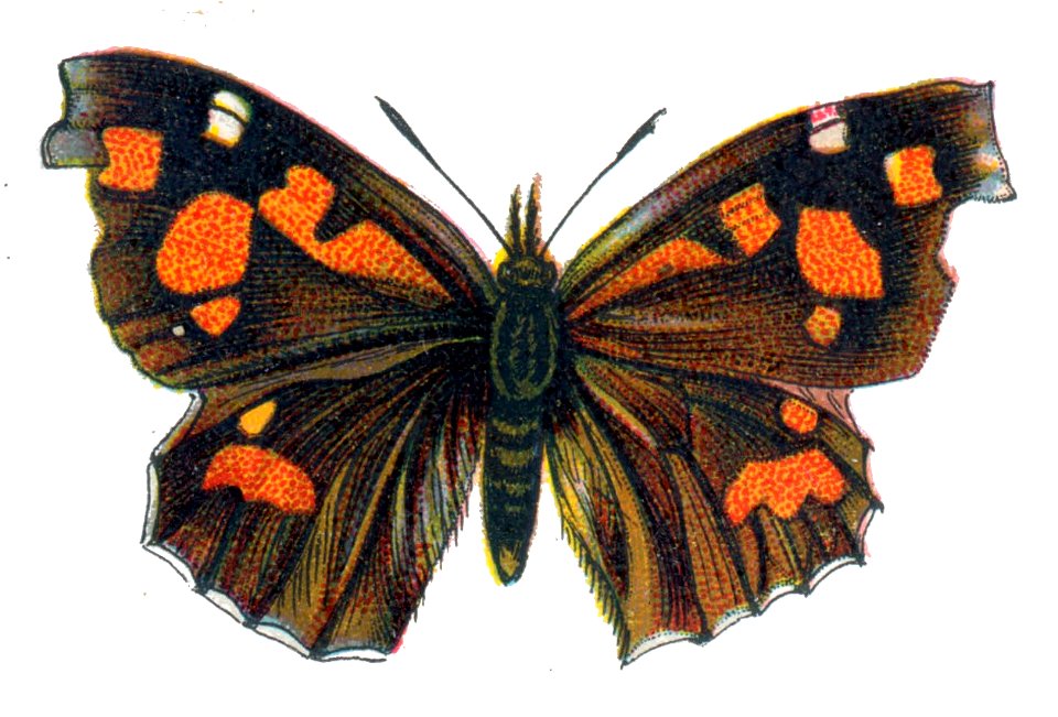 Libythea lepita Nemos