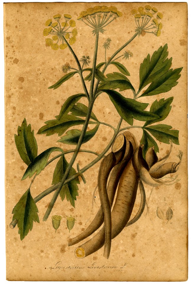 Ligusticum Levisticum Mann