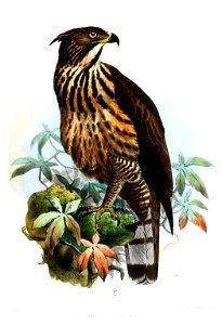 Limnaetus philippensis Smit