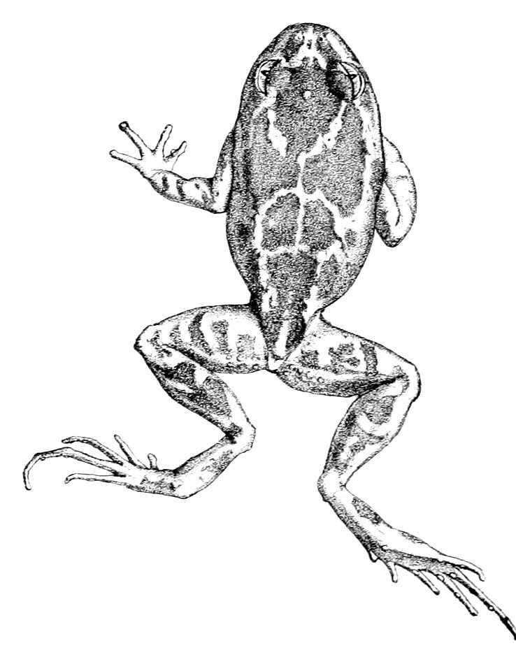 Limnodynastes tasmaniensis 1882