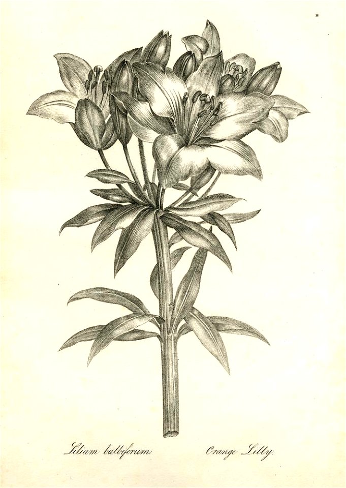 Lilium bulbiferum (BM 1899,0713.208.18)