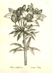 Lilium bulbiferum (BM 1899,0713.208.18)