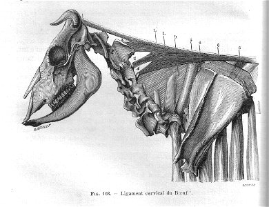 LigCervicBoeufChauveauCM1890