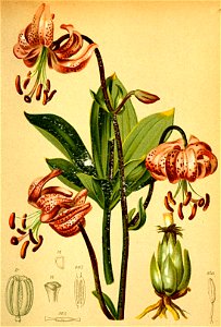 Lilium martagon Atlas Alpenflora