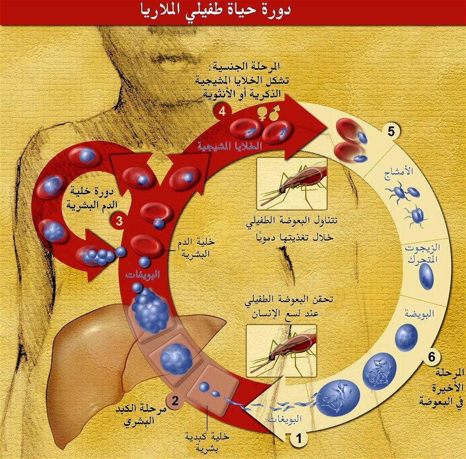 Life Cycle of the Malaria Parasite-ar
