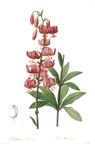Lilium martagon - Les liliacées, vol. 3 - t. 146