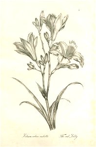 Lilium colore rubello (BM 1899,0713.208.17)
