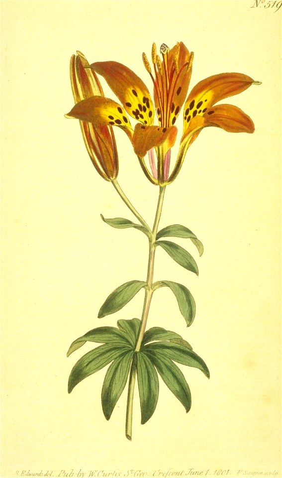 Lilium philadelphicum (Litho). Free illustration for personal and commercial use.