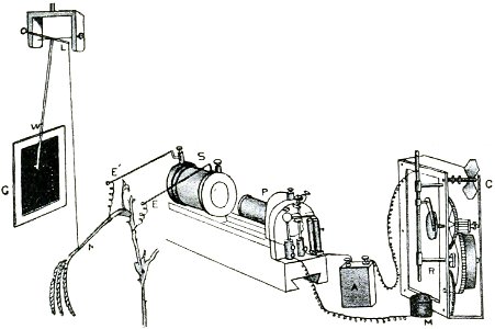 Life Movements in Plants Vol 1 Fig 14