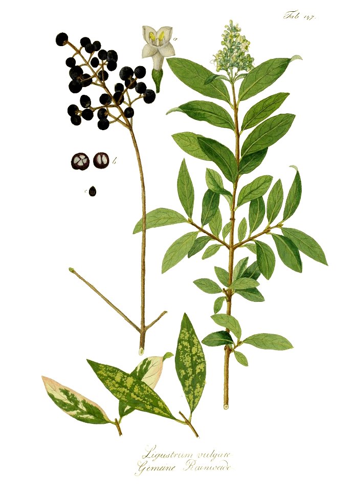 Ligustrum vulgare - Osterreichs allgemeine baumzucht (10421952476) - clean