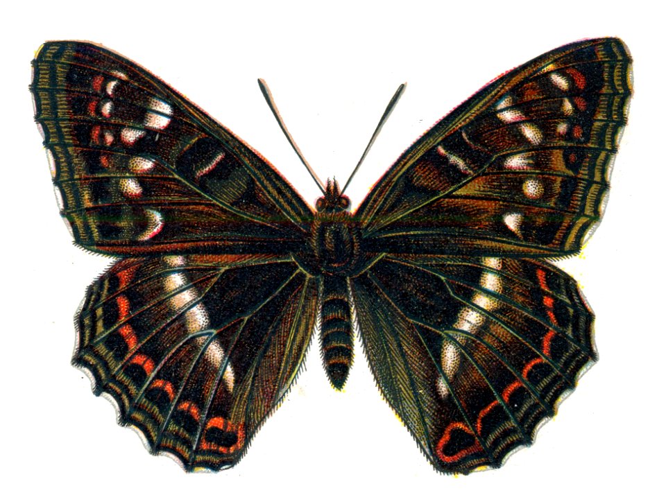 Limenitis populi male par Nemos