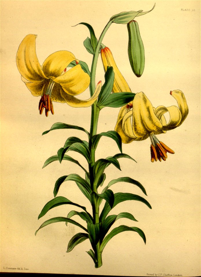 Lilium monadelphum Paxton 058