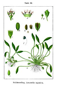 Limosella aquatica Sturm32