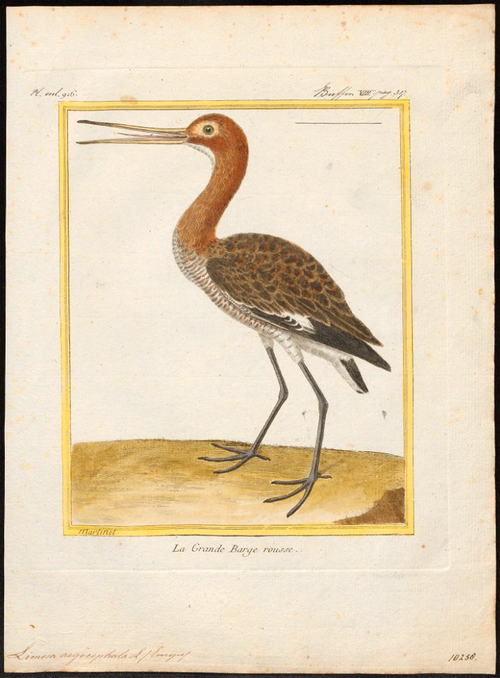 Limosa aegocephala - 1700-1880 - Print - Iconographia Zoologica - Special Collections University of Amsterdam - UBA01 IZ17400001