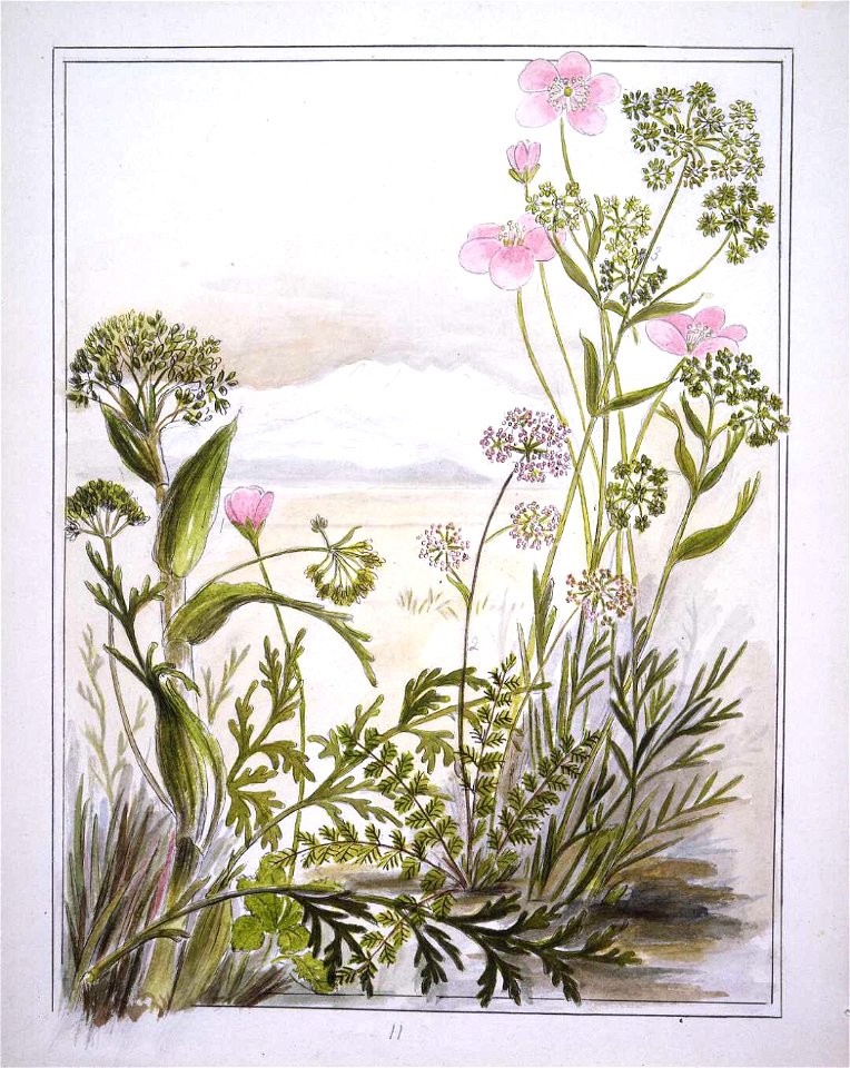 Ligusticums. 1. Ligusticum intermedium... 2. Ligusticum aromaticum... 3. Ligusticum piliferum. (1890-1896). by Emily Cumming Harris