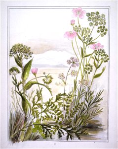 Ligusticums. 1. Ligusticum intermedium... 2. Ligusticum aromaticum... 3. Ligusticum piliferum. (1890-1896). by Emily Cumming Harris