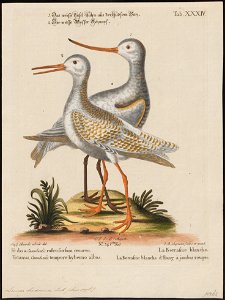 Limosa hudsonica - 1700-1880 - Print - Iconographia Zoologica - Special Collections University of Amsterdam - UBA01 IZ17400035