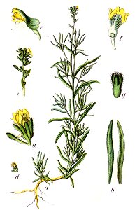 Linaria simplex Sturm26
