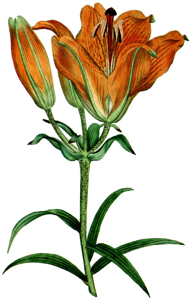 Lilium bulbiferum 1787