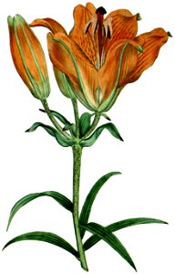 Lilium bulbiferum 1787. Free illustration for personal and commercial use.