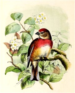 Linaria cannabina 1873