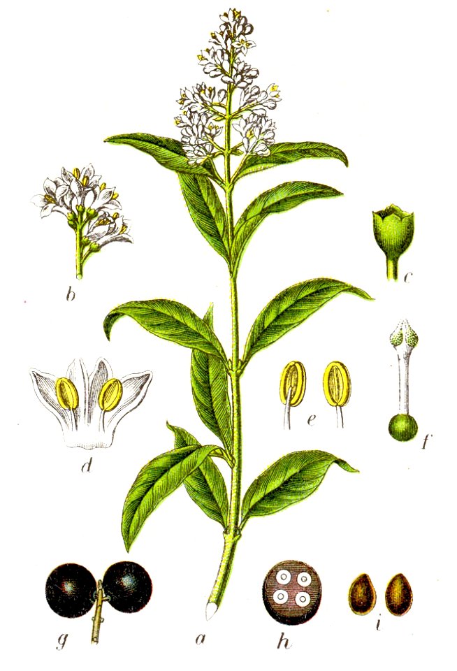 Ligustrum vulgare Sturm1