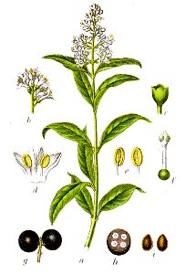Ligustrum vulgare Sturm1