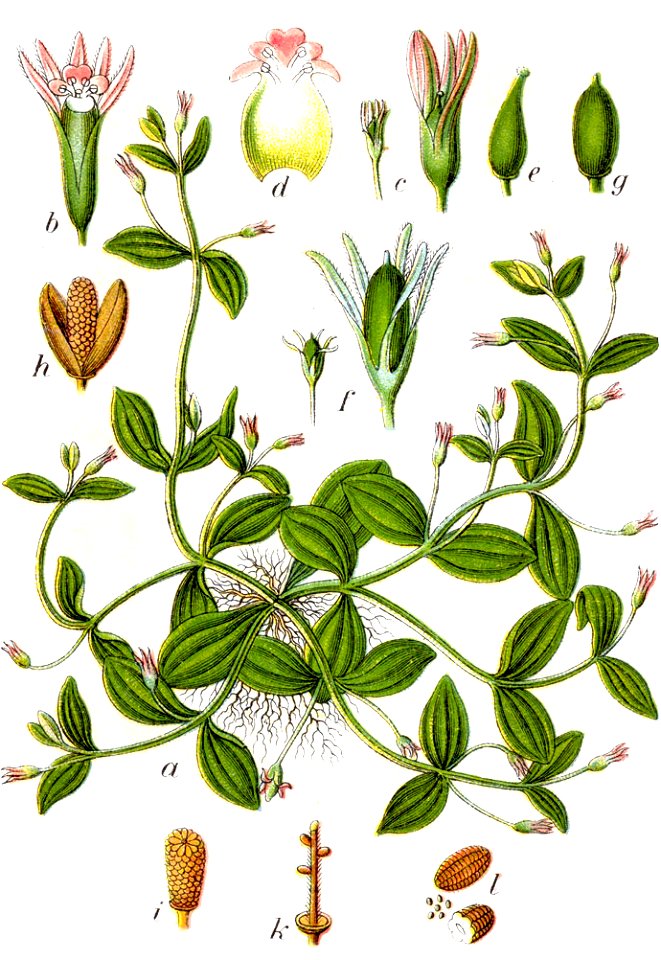 Lindernia sp Sturm31
