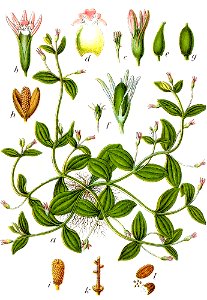 Lindernia sp Sturm31