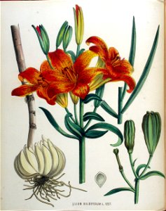 Lilium bulbiferum — Flora Batava — Volume v16. Free illustration for personal and commercial use.