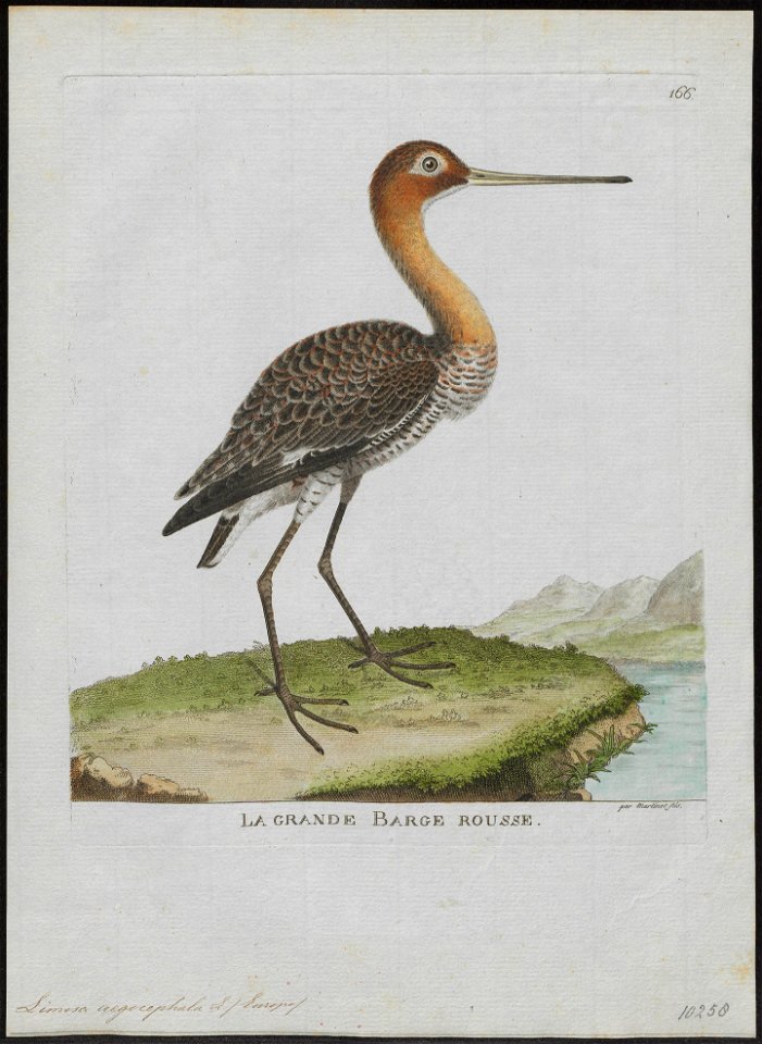 Limosa aegocephala - 1790-1796 - Print - Iconographia Zoologica - Special Collections University of Amsterdam - UBA01 IZ17400003