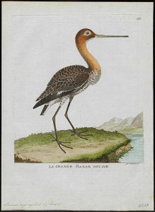 Limosa aegocephala - 1790-1796 - Print - Iconographia Zoologica - Special Collections University of Amsterdam - UBA01 IZ17400003