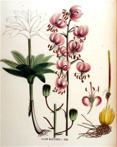 Lilium martagon — Flora Batava — Volume v16