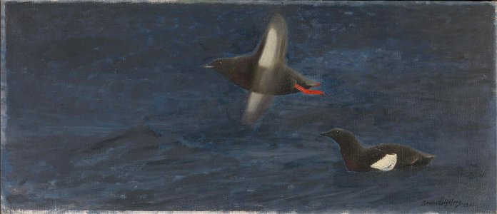 Bruno Liljefors - Dovekies - NG.M.00609 - National Museum of Art, Architecture and Design