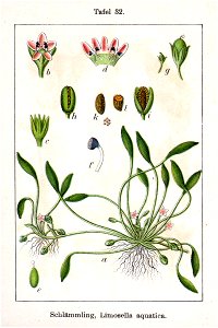 Limosella aquatica Sturm32-original